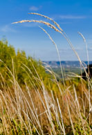 Grasses over the Bluffs